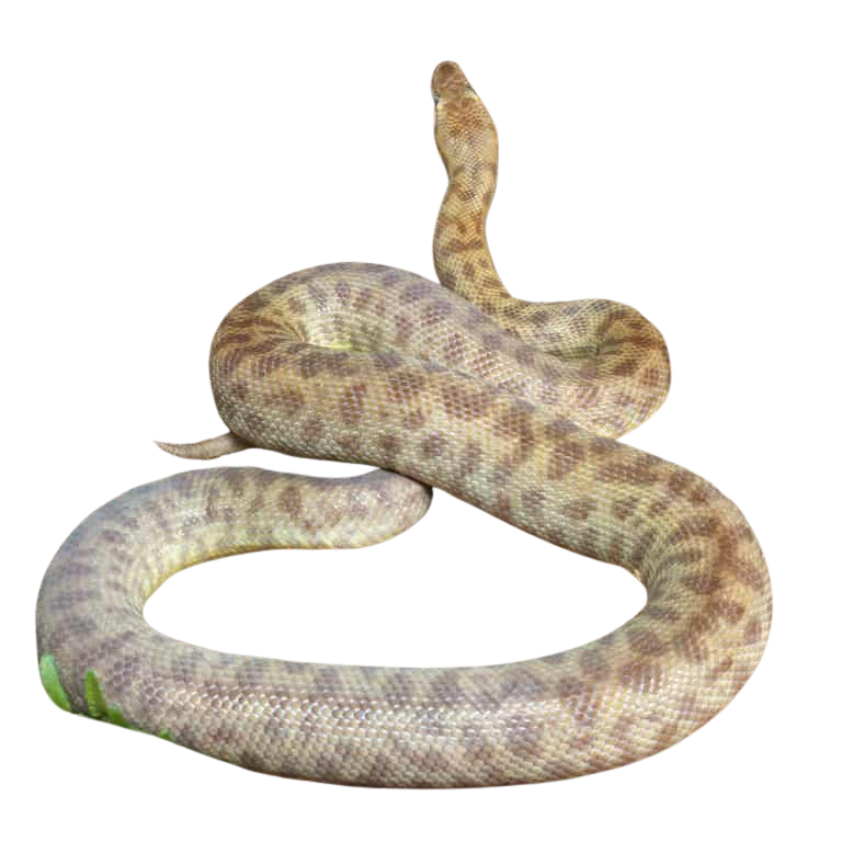 adult-childrens-python (2) adult childrens python 2