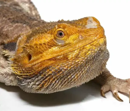 Adult Citrus Blue Bar Bearded Dragon