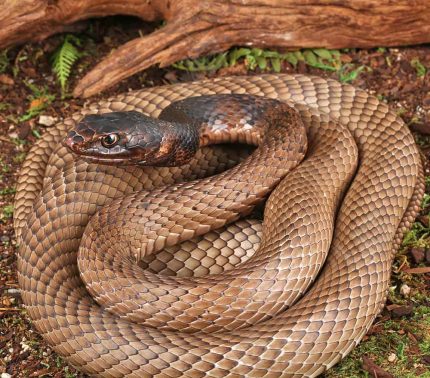 Adult Coachwhip Snake