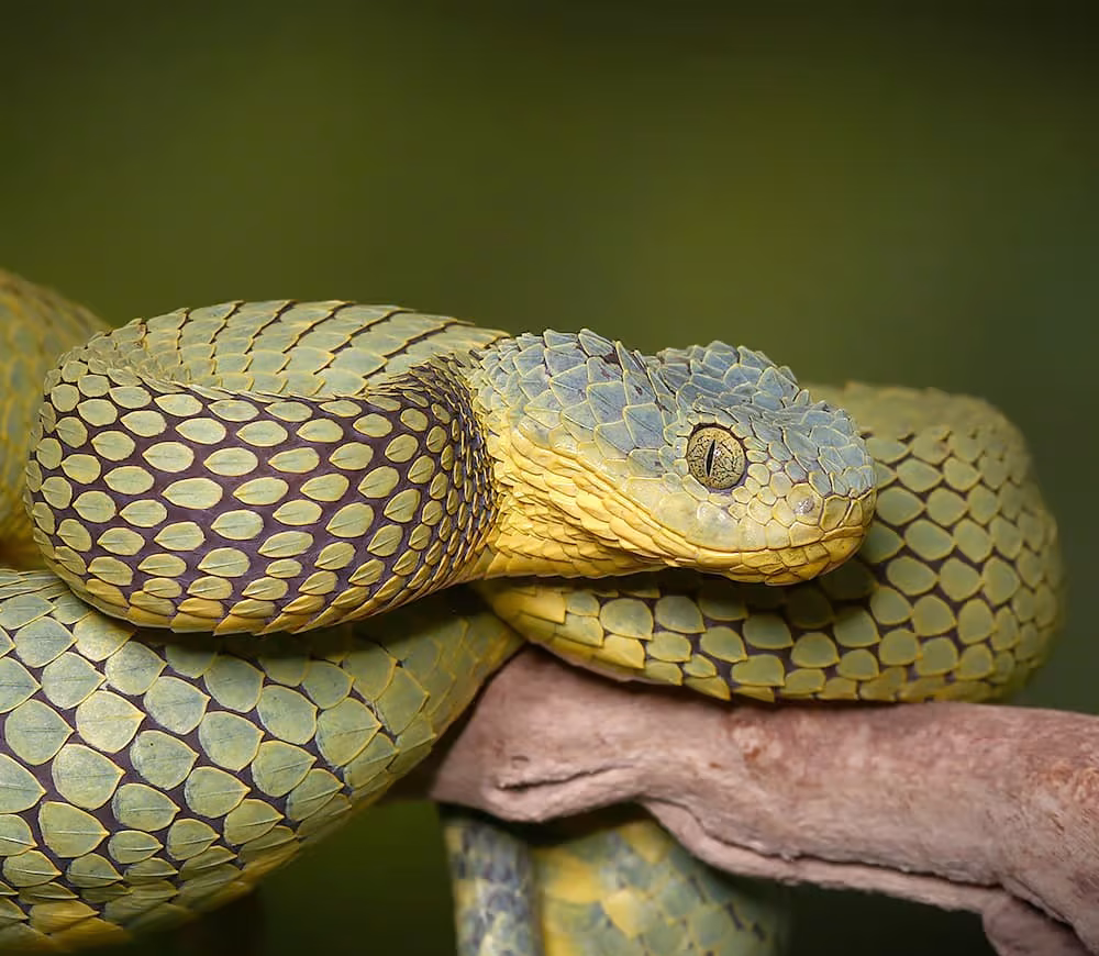 adult-female-blue-crown-green-squamigera-bush-viper adult female blue crown green squamigera bush viper e1752170823380