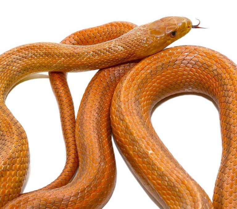 adult-female-everglades-ratsnake adult female everglades ratsnake e1747298458735