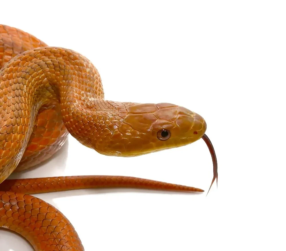 adult-female-everglades-ratsnake adult female everglades ratsnake e1747298479764