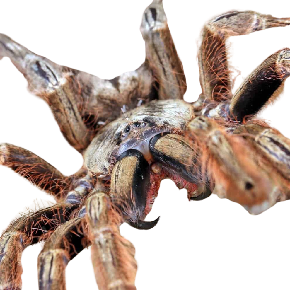 adult-female-featherleg-baboon-tarantula-4-–-6 (1) adult female featherleg baboon tarantula 4 – 6 1