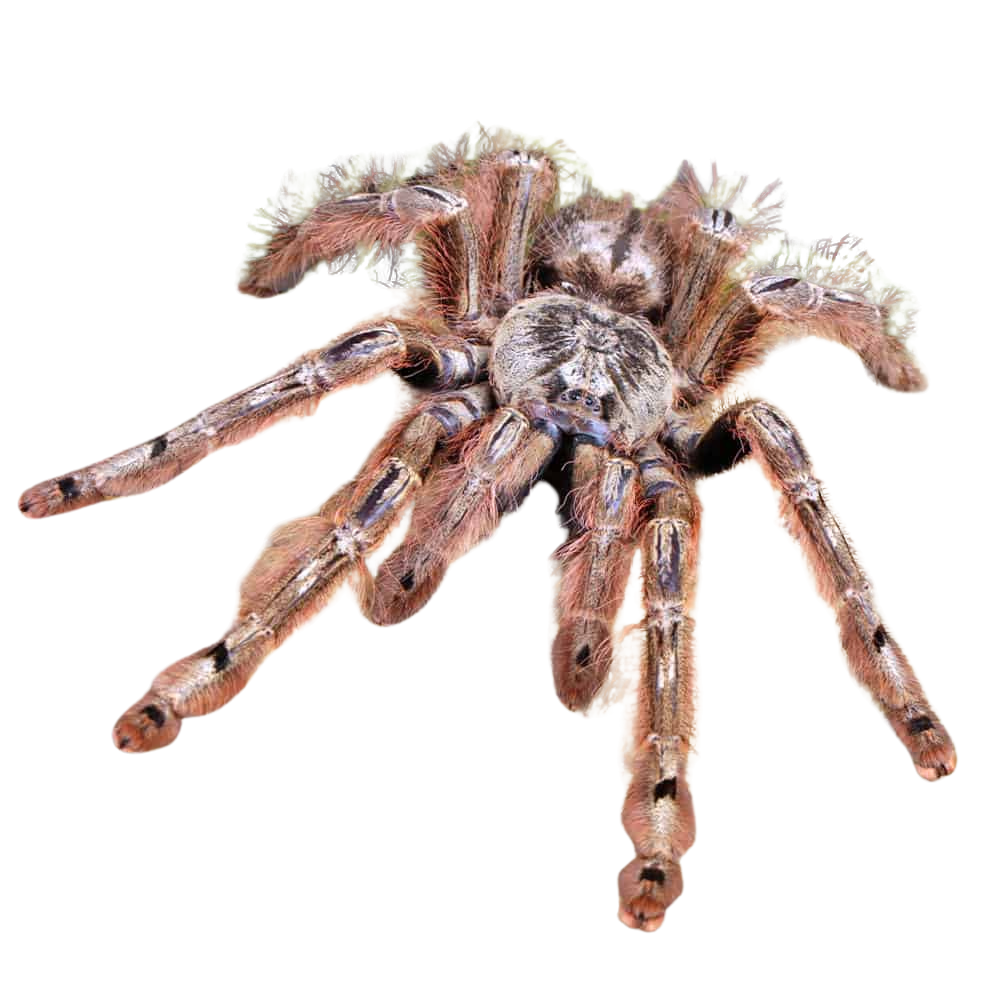 adult-female-featherleg-baboon-tarantula-4-–-6 (2) adult female featherleg baboon tarantula 4 – 6 2