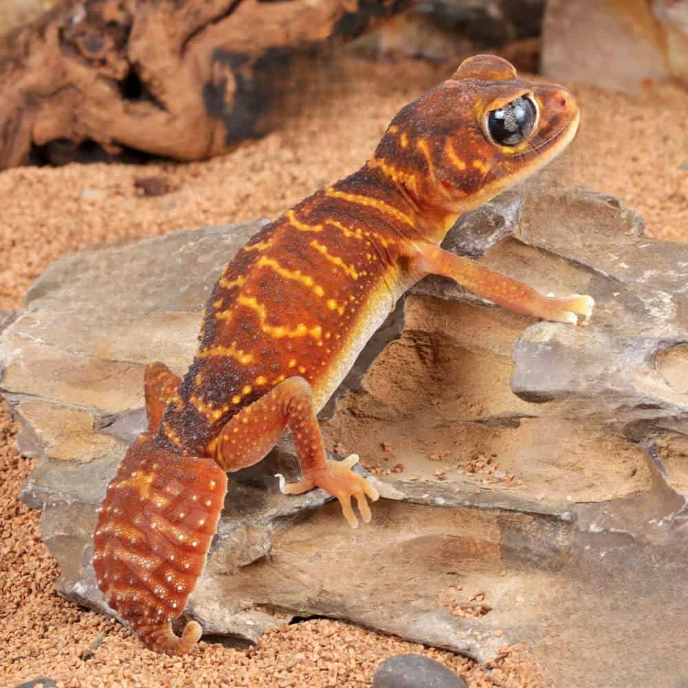adult-female-knobtail-gecko (1) adult female knobtail gecko 1