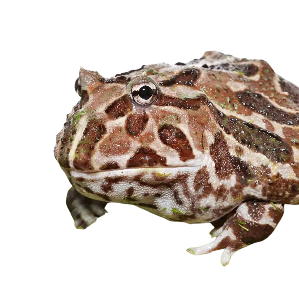 Adult Female Mutant Pacman Frog #2
