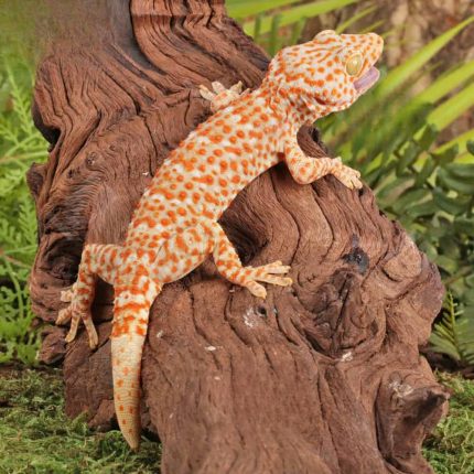 Adult Male Albino T+ Tokay Gecko