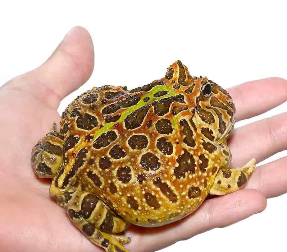adult-female-ornata-pacman-frog (1) adult female ornata pacman frog 1 e1745774462135