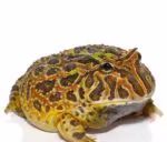 adult-female-ornata-pacman-frog (2) adult female ornata pacman frog 2 e1745774449834
