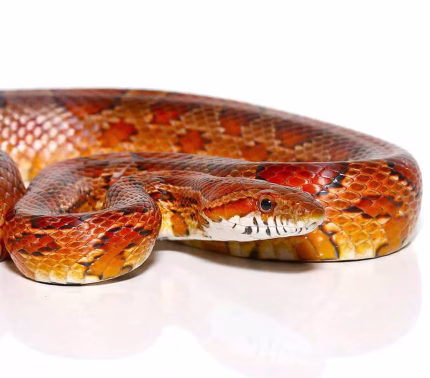 Adult Female Red Ratsnake (Nip Tail)