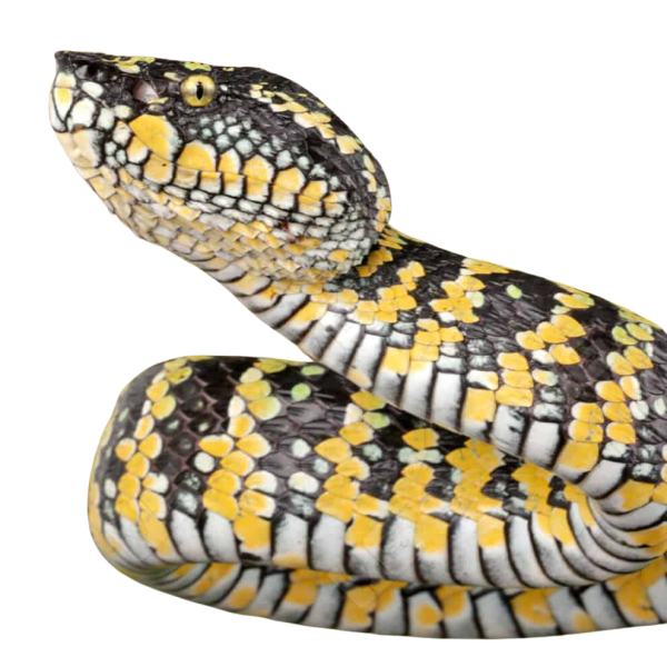 Adult Female Sulawesi Wagler’s Viper