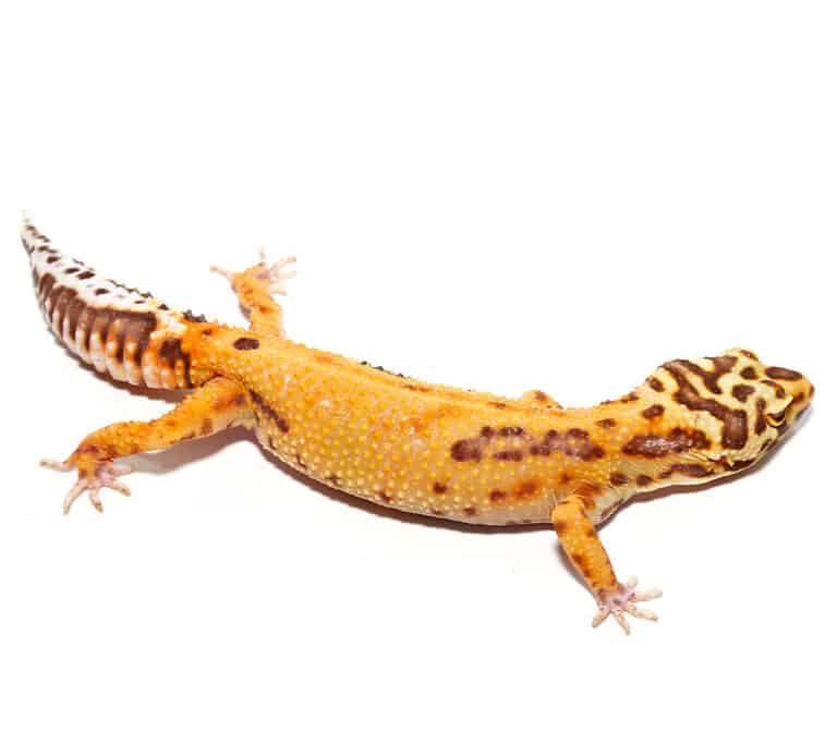 adult-female-tangerine-albino-striped-tail-leopard-gecko adult female tangerine albino striped tail leopard gecko e1747679629346