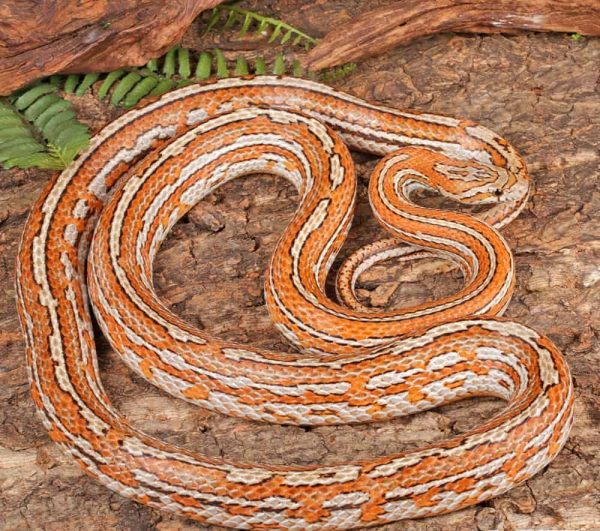 Adult Female Tessera Het Amel Cornsnake