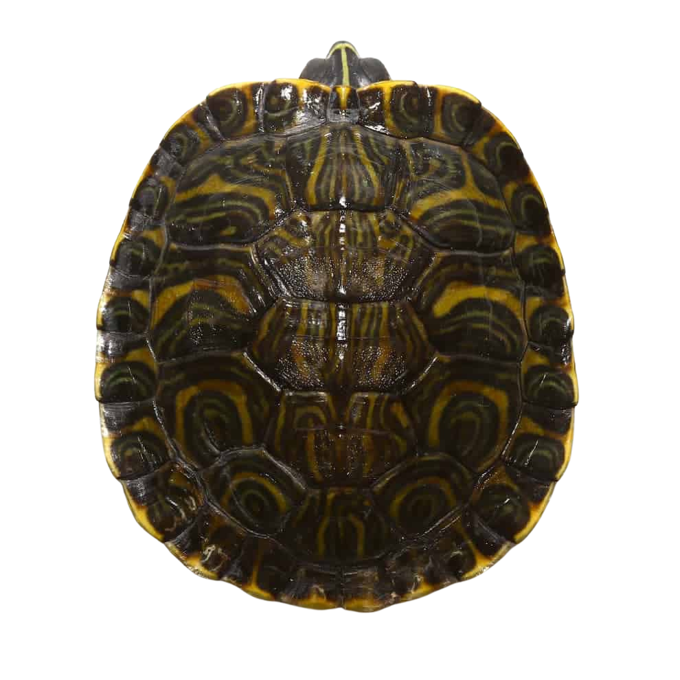 adult-female-yellowbelly-slider-turtle (1) adult female yellowbelly slider turtle 1