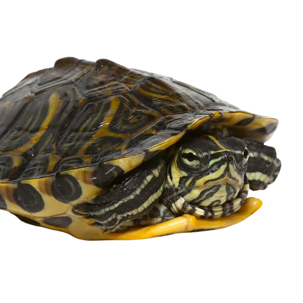 adult-female-yellowbelly-slider-turtle (2) adult female yellowbelly slider turtle 2