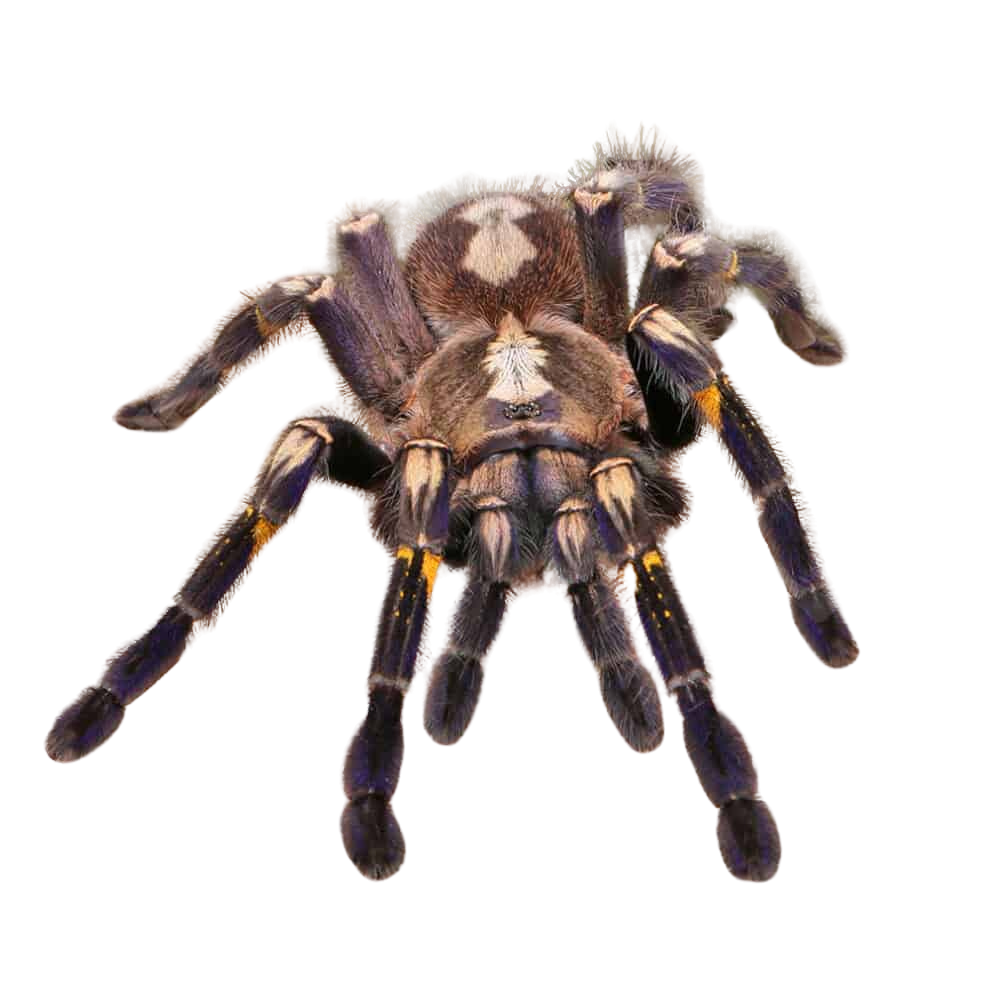 adult-gooty-sapphire-ornamental-tarantula-5-–-6 (1) adult gooty sapphire ornamental tarantula 5 – 6 1