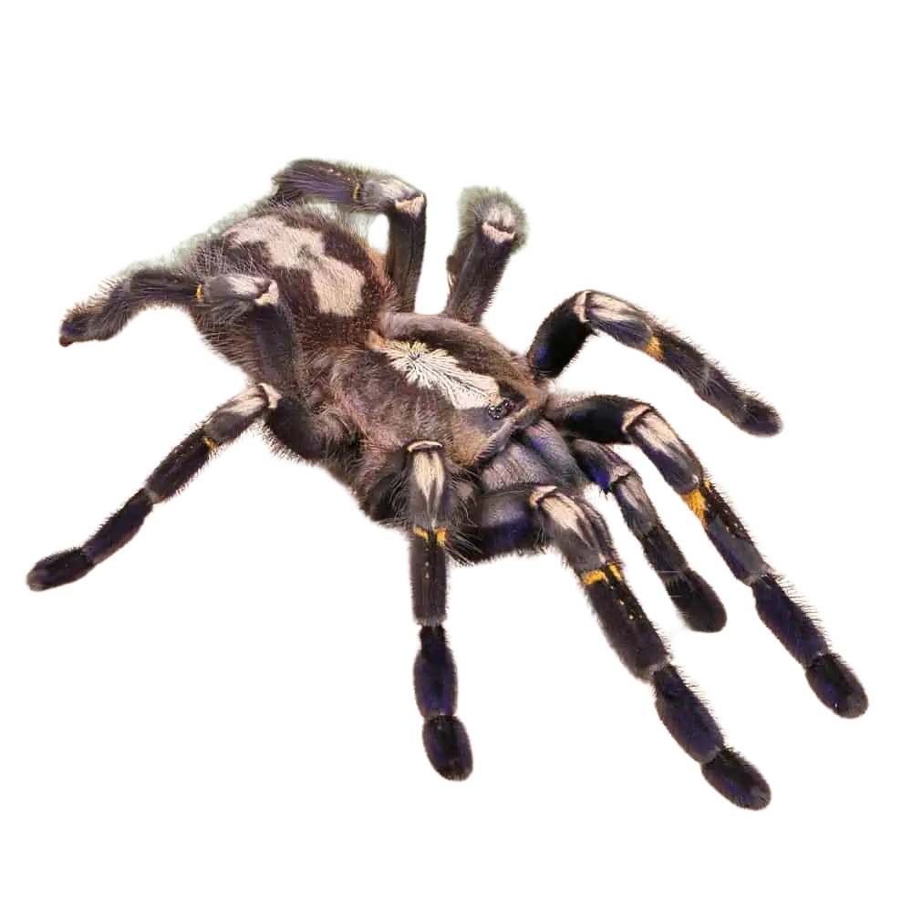 adult-gooty-sapphire-ornamental-tarantula-5-–-6 (2) adult gooty sapphire ornamental tarantula 5 – 6 2