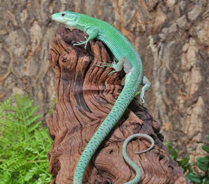 Adult Green Keeled Bellied Lizard Pair