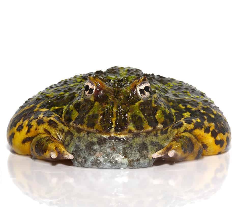 adult-green-leopard-pacman-frog-1 adult green leopard pacman frog 1 e1745773794397