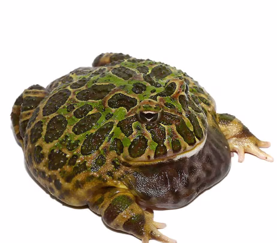 adult-green-leopard-pacman-frog-3 adult green leopard pacman frog 3 e1745773658774