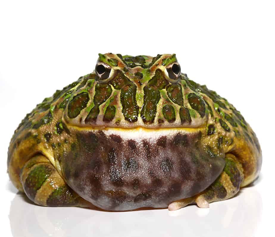 adult-green-leopard-pacman-frog-3 adult green leopard pacman frog 3 e1745773673476