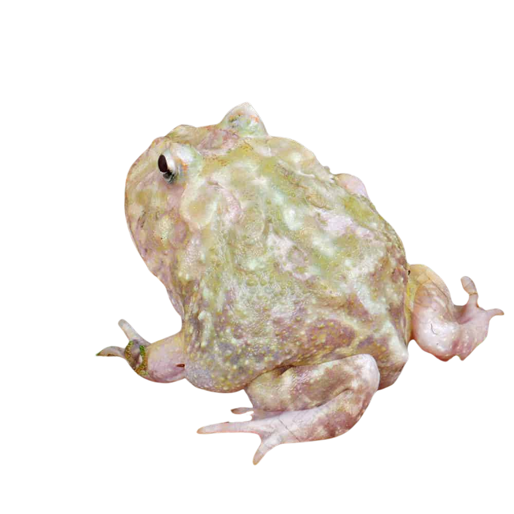 adult-green-moss-mutant-pacman-frog (2) adult green moss mutant pacman frog 2
