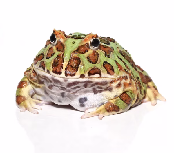 Adult Green Pacman Frog