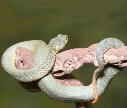 Adult Green Patternless Squamigera Bush Viper