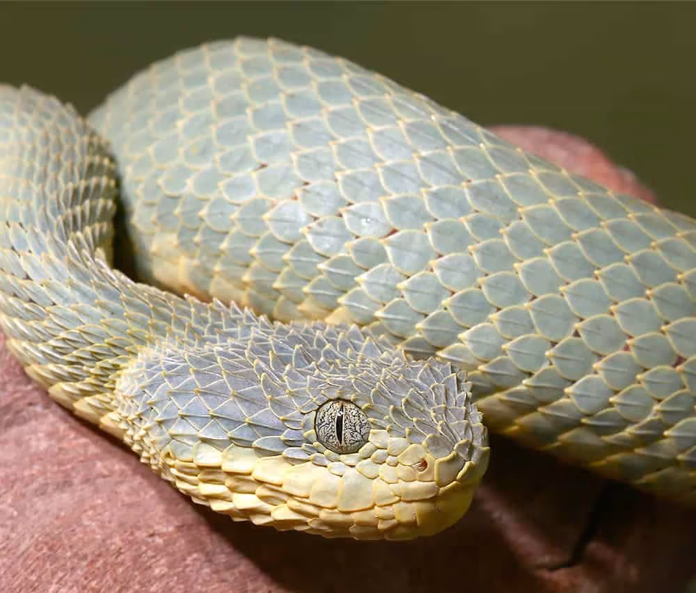 adult-green-patternless-squamigera-bush-viper adult green patternless squamigera bush viper e1752170521712