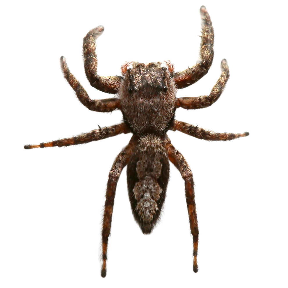 adult-grey-wall-jumping-spider (1) adult grey wall jumping spider 1