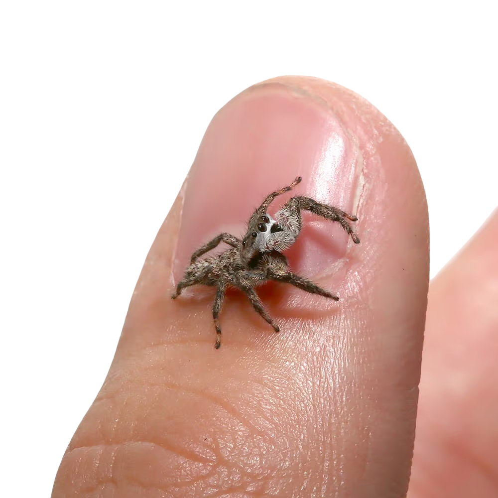 adult-grey-wall-jumping-spider (2) adult grey wall jumping spider 2