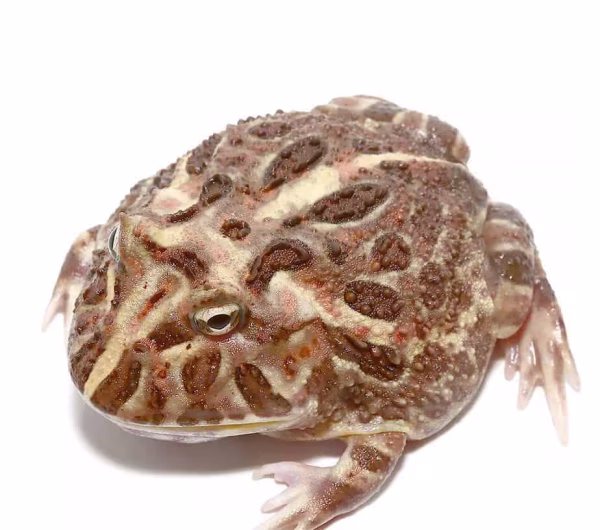 Adult Inferno Pacman Frog