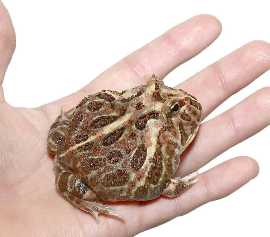 adult-inferno-pacman-frog adult inferno pacman frog e1745691232775
