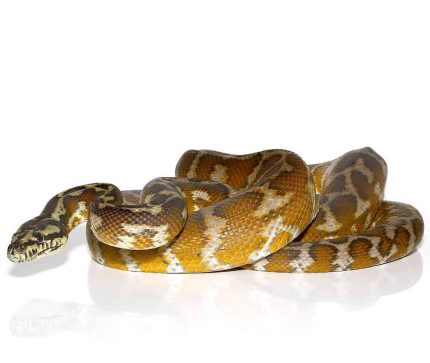 Adult Irian Jaya Carpet Python