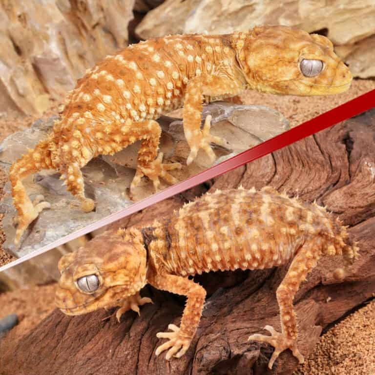 adult-knobtail-gecko-pair (2) adult knobtail gecko pair 2