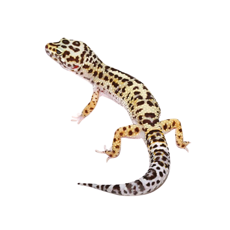 adult-mack-snow-fire-bold-cross-het-tremper-and-eclipse-leopard-gecko-1 (2) adult mack snow fire bold cross het tremper and eclipse leopard gecko 1 2