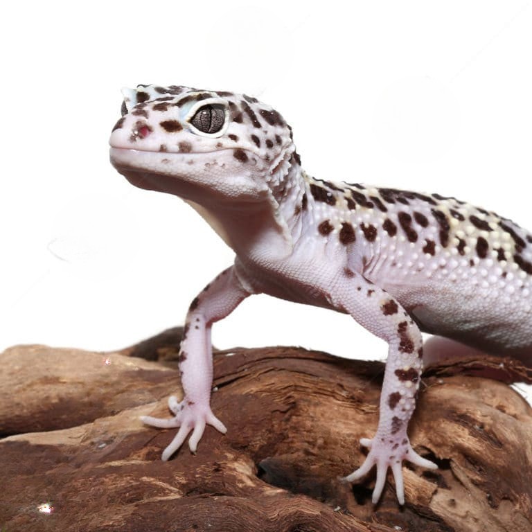 adult-mack-snow-leopard-gecko adult mack snow leopard gecko