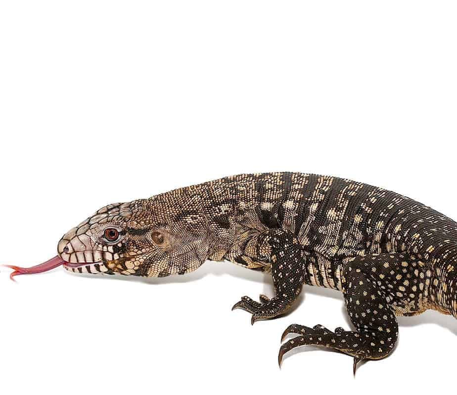 adult-male-argentine-black-and-white-tegu (1) adult male argentine black and white tegu 1 e1749706822193