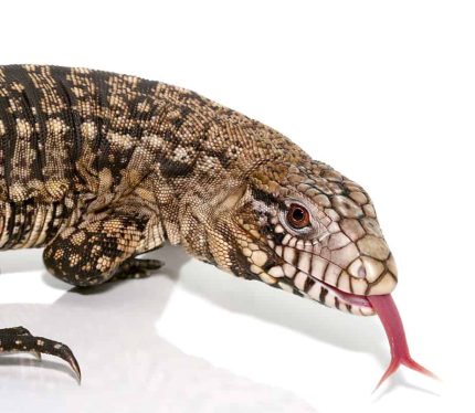 Baby Argentine Black And White Tegu (Jaguar Line)