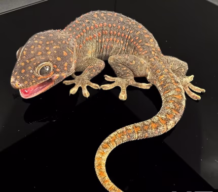 Adult Male Candy Button Tokay Gecko