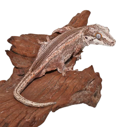 Adult Male Colored Striped Gargoyle