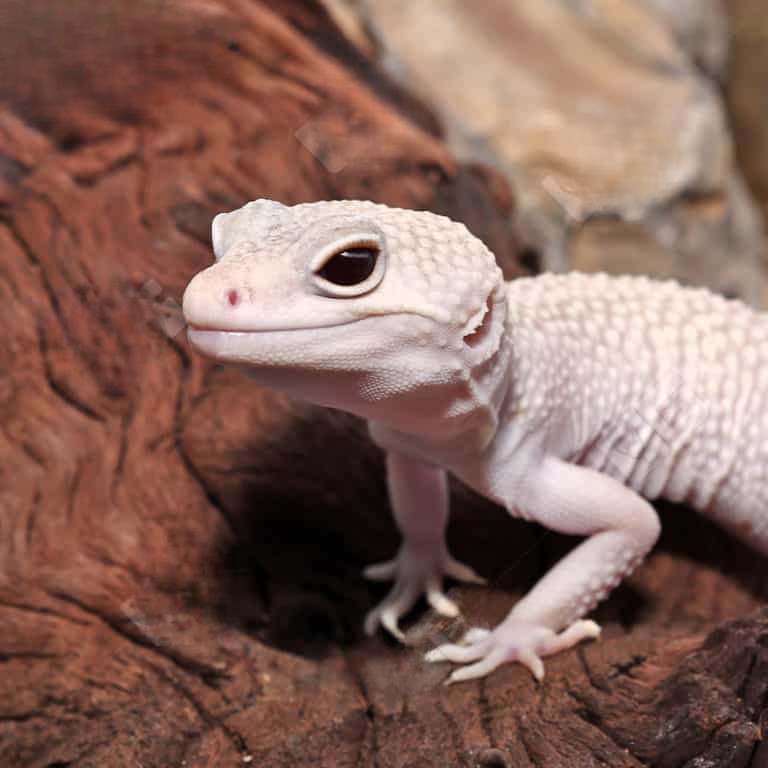 adult-male-diablo-blanco-leopard-gecko adult male diablo blanco leopard gecko