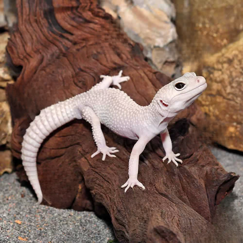 adult-male-diablo-blanco-leopard-gecko adult male diablo blanco leopard gecko