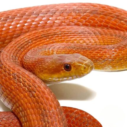 Adult Male Everglades Ratsnake