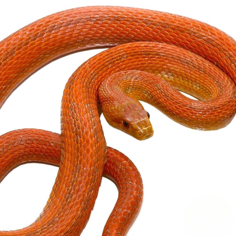 adult-male-everglades-ratsnake (2) adult male everglades ratsnake 2