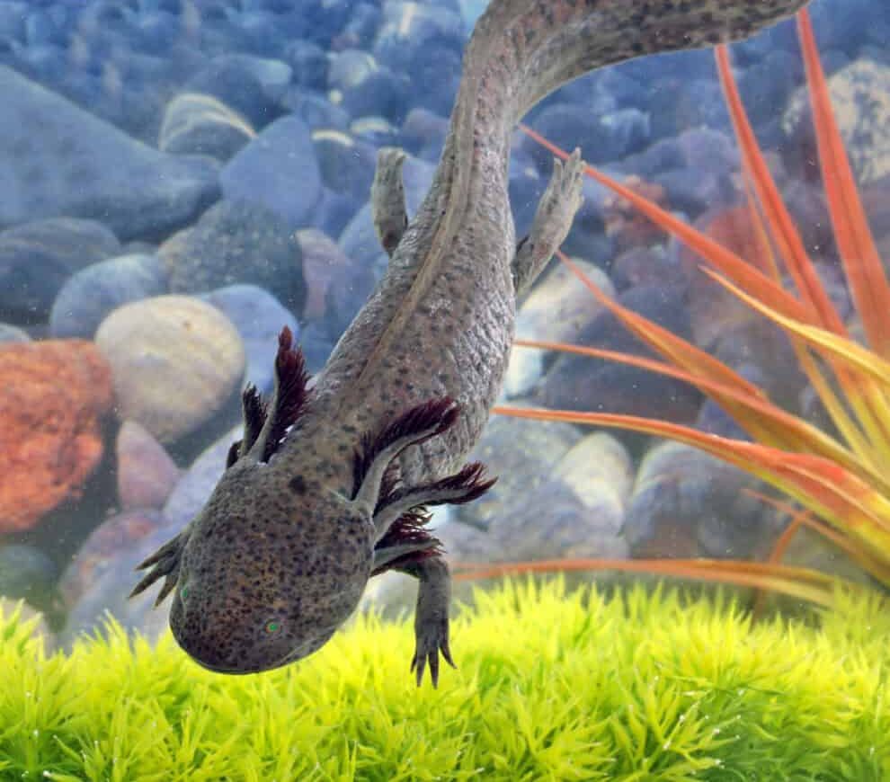 adult-male-gfp-copper-axolotl-3 adult male gfp copper axolotl 3 e1745826677150