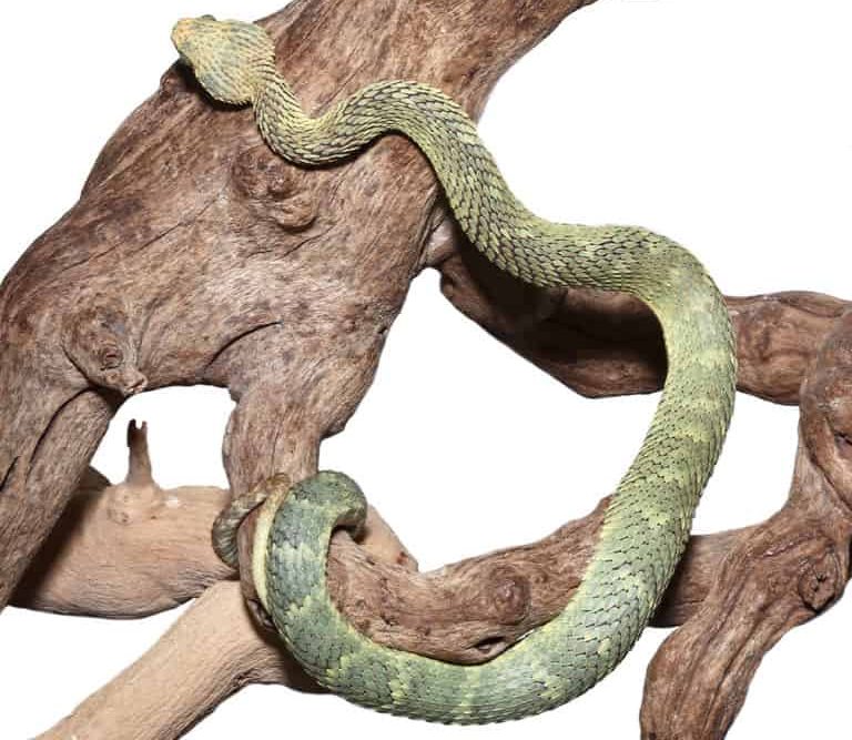 adult-male-green-squamigera-bush-viper (1) adult male green squamigera bush viper 1 e1750010050195