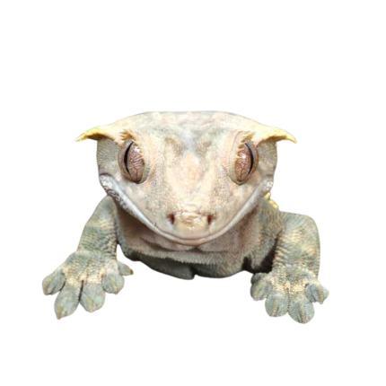 Adult Male Harlequin Tailless Crested Gecko