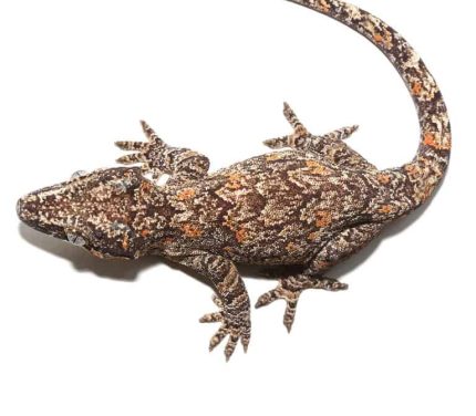 Adult Male Orange Blotched Gargoyle Gecko