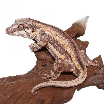 Adult Male Orange Stripe Gargoyle